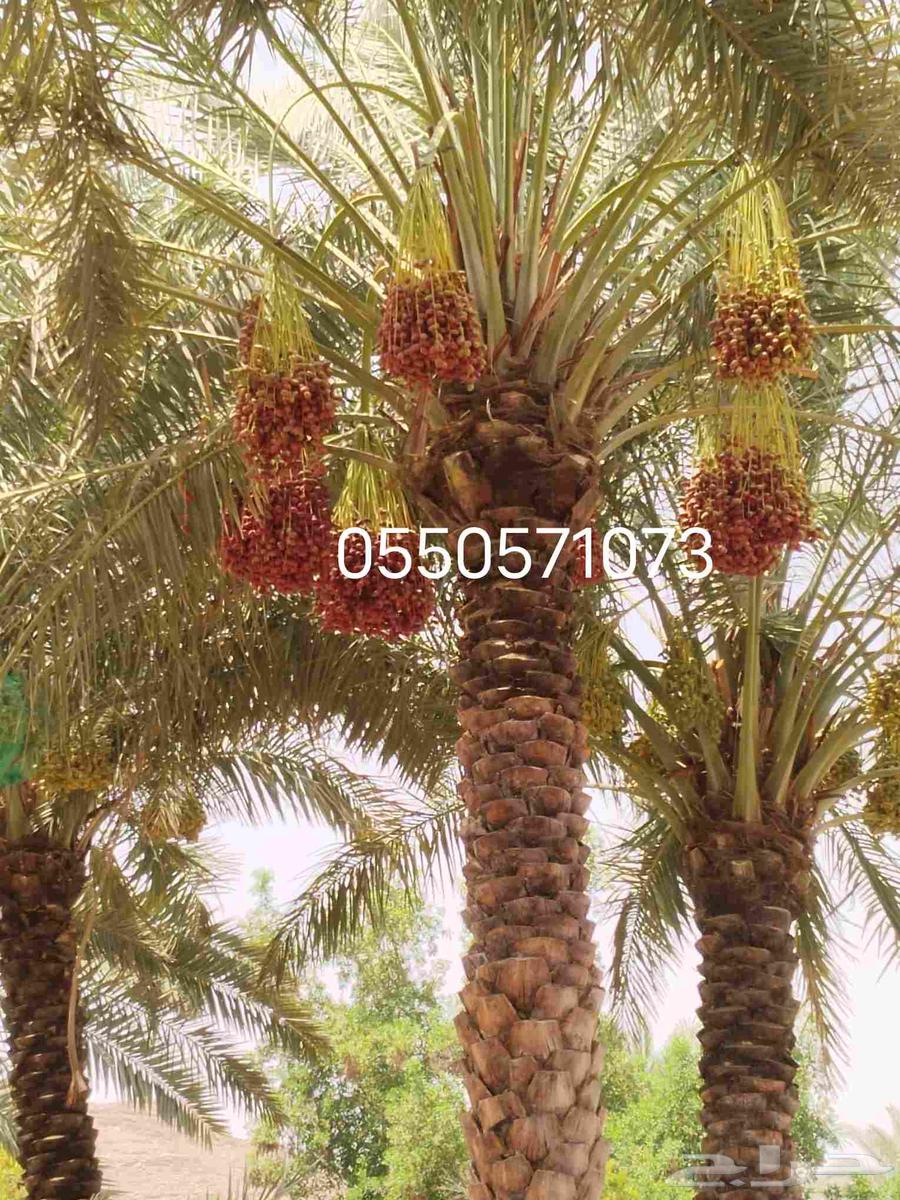 تكريب وتنظيف وشذاب نخل العربي ول واشنطونيا وتغيير التربه الم64225860517507111