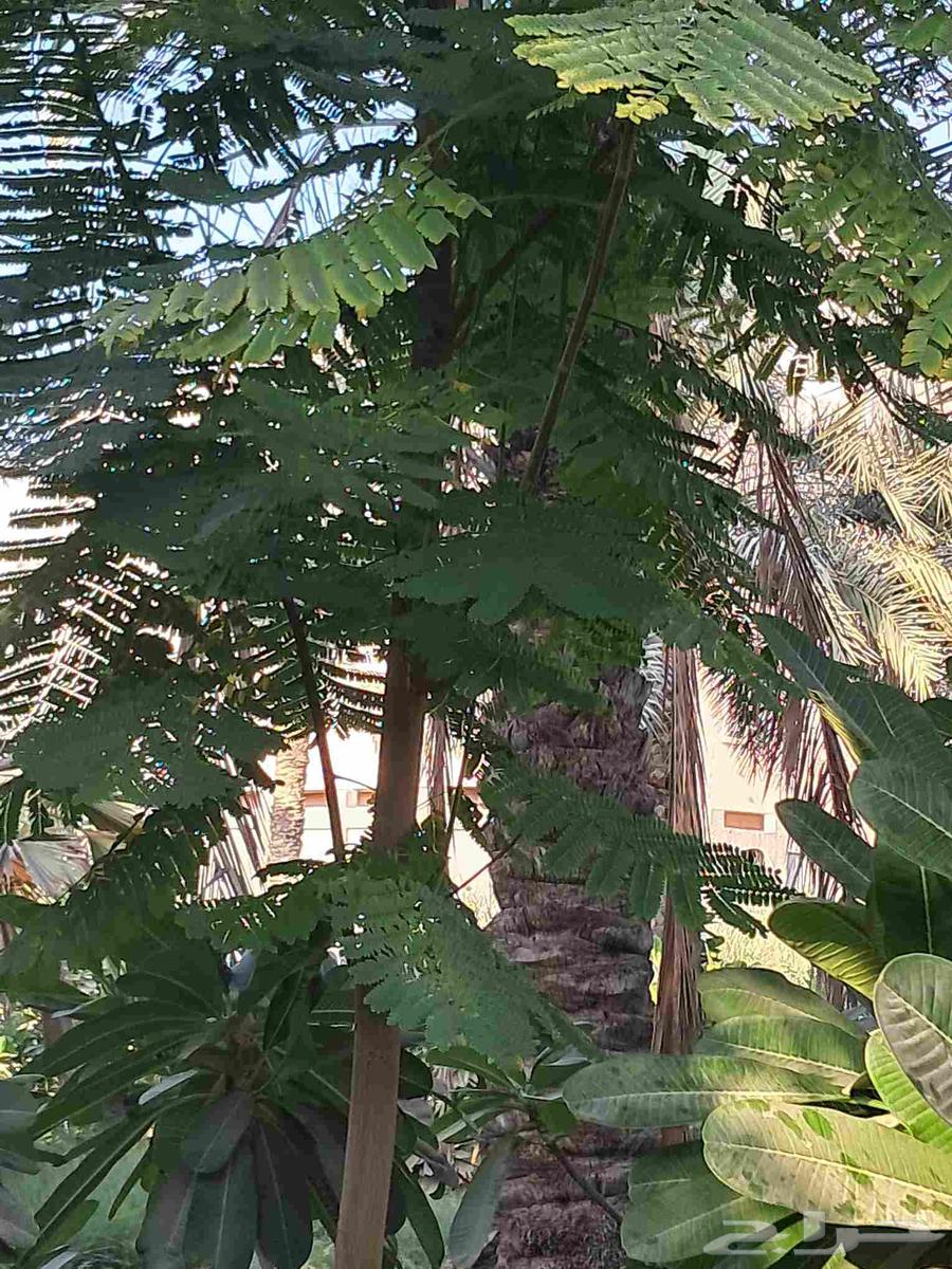 مشتل ابناء الصعيد64229182339075112