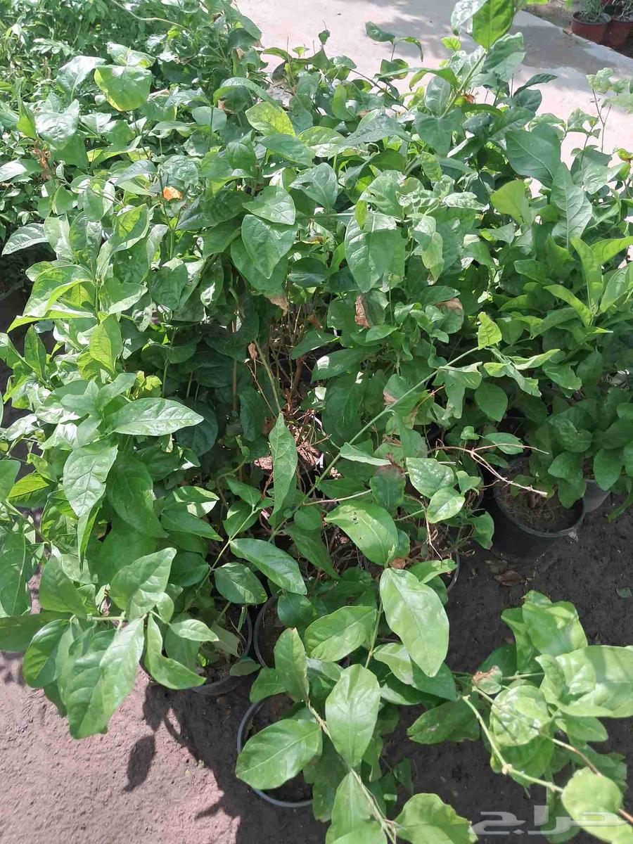 مشتل ابناء الصعيد64229182339075114