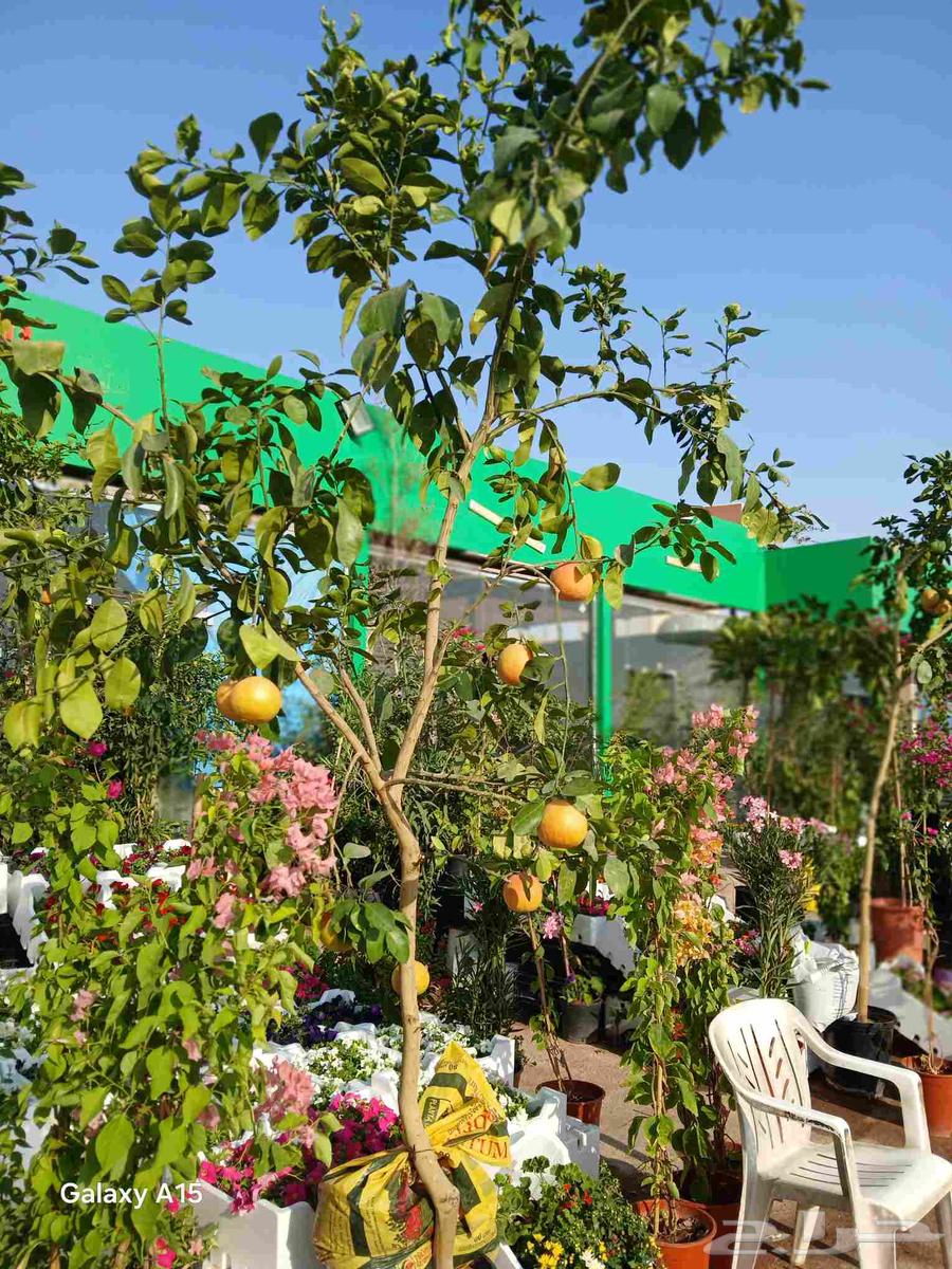 تنسيق وصيانة الحدائق المنزليه64226080811905114