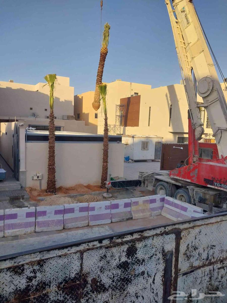 نقوم بتوريدالنخيل عربي واشنطن وتركيب الشبوك64239966427009110