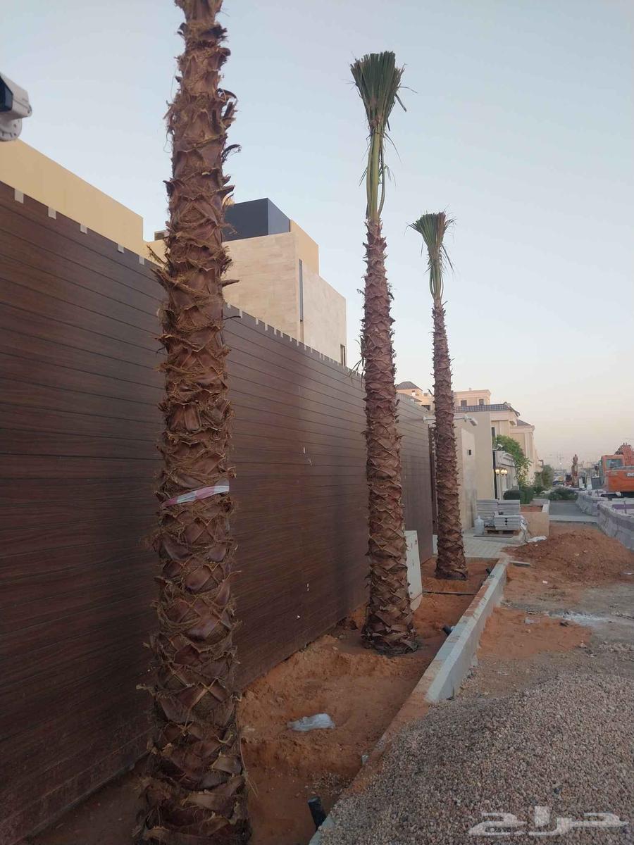 نقوم بتوريدالنخيل عربي واشنطن وتركيب الشبوك64239966427009111