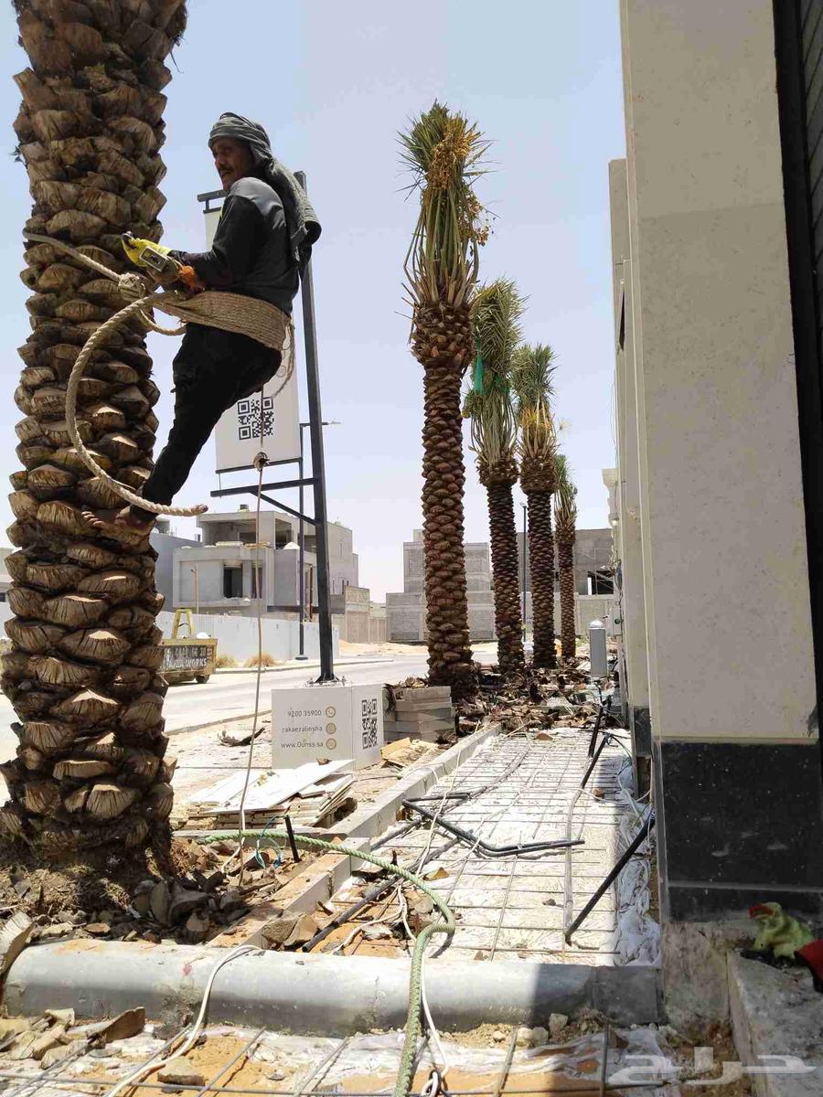 تكريب وتنظيف وشذاب نخل العربي ول واشنطونيا وتغيير التربه الم64225860517507112