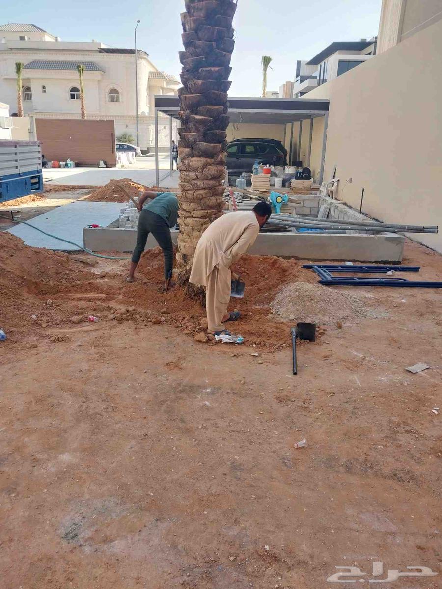 نقوم بتوريدالنخيل عربي واشنطن وتركيب الشبوك64239966427009112