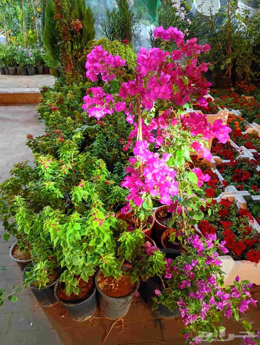 Nursery for Garden Planting, Landscaping, and Irrigation Networks64226080284162111