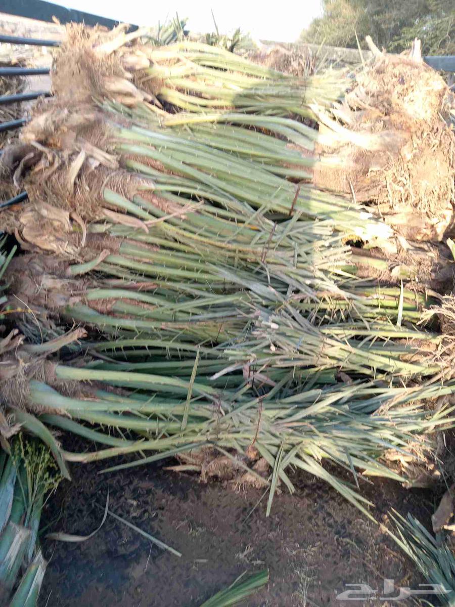 ابو محمد معلم نخيل64239761088514110