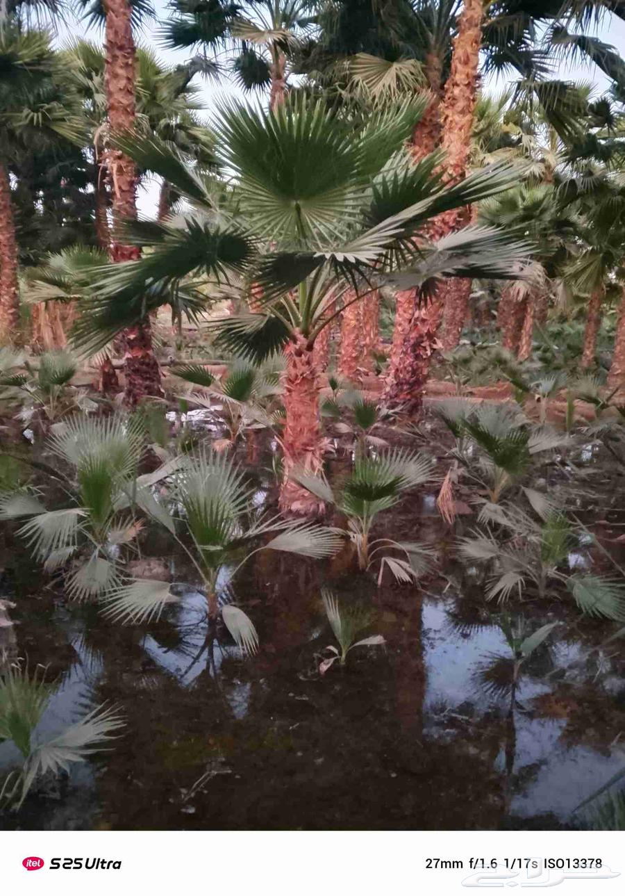 نخل واشنطن زينه درجه اولى لبيع نخيل الواشنطونيا والأشجار64229182224643111