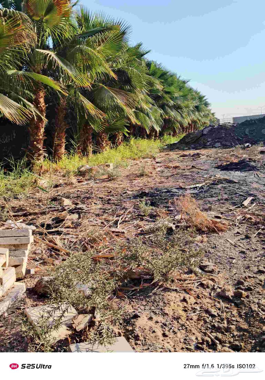 نخل واشنطن زينه درجه اولى لبيع نخيل الواشنطونيا والأشجار64229182224643112