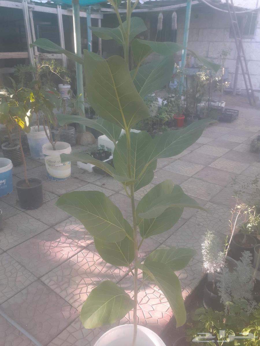 تزيين.قص.تقليم ..تنسيق ..تسميد .رش ..زراعه ..اشجار .نخل.نجيل64249504662018112