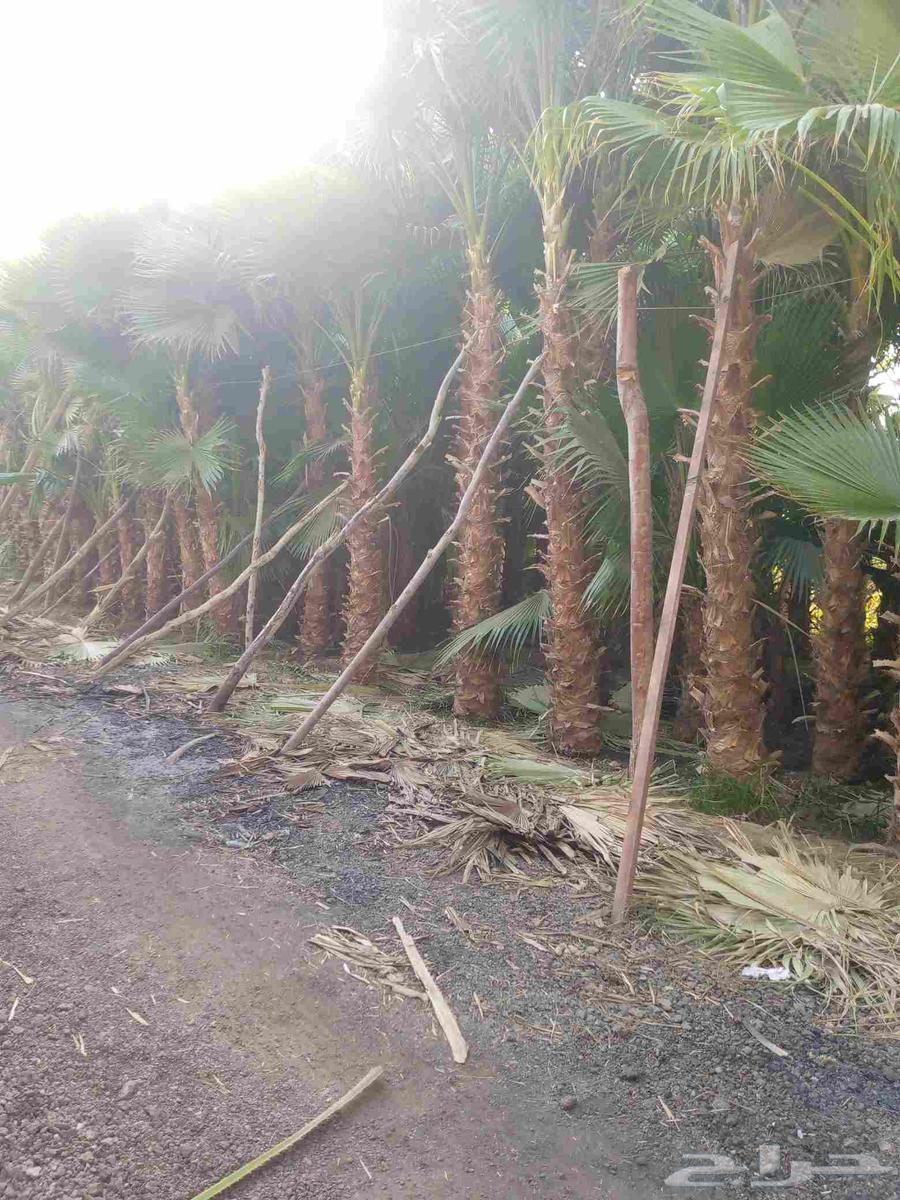 نقوم بتنفيذ الاعمال التراثيه وتوريد النخيل الواشنطني والعربي64239760653955113