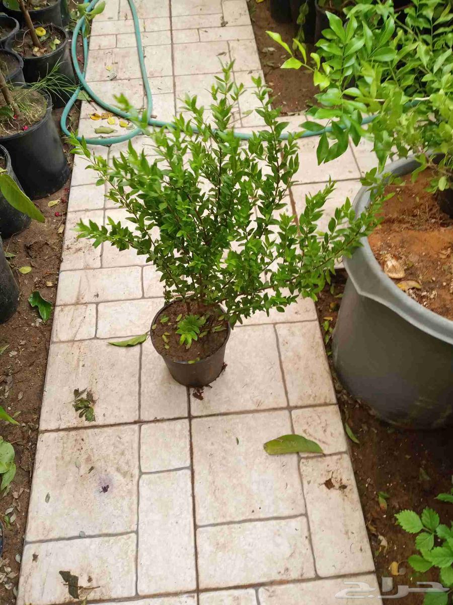 تنسيق حدائق جوال64229181131650113