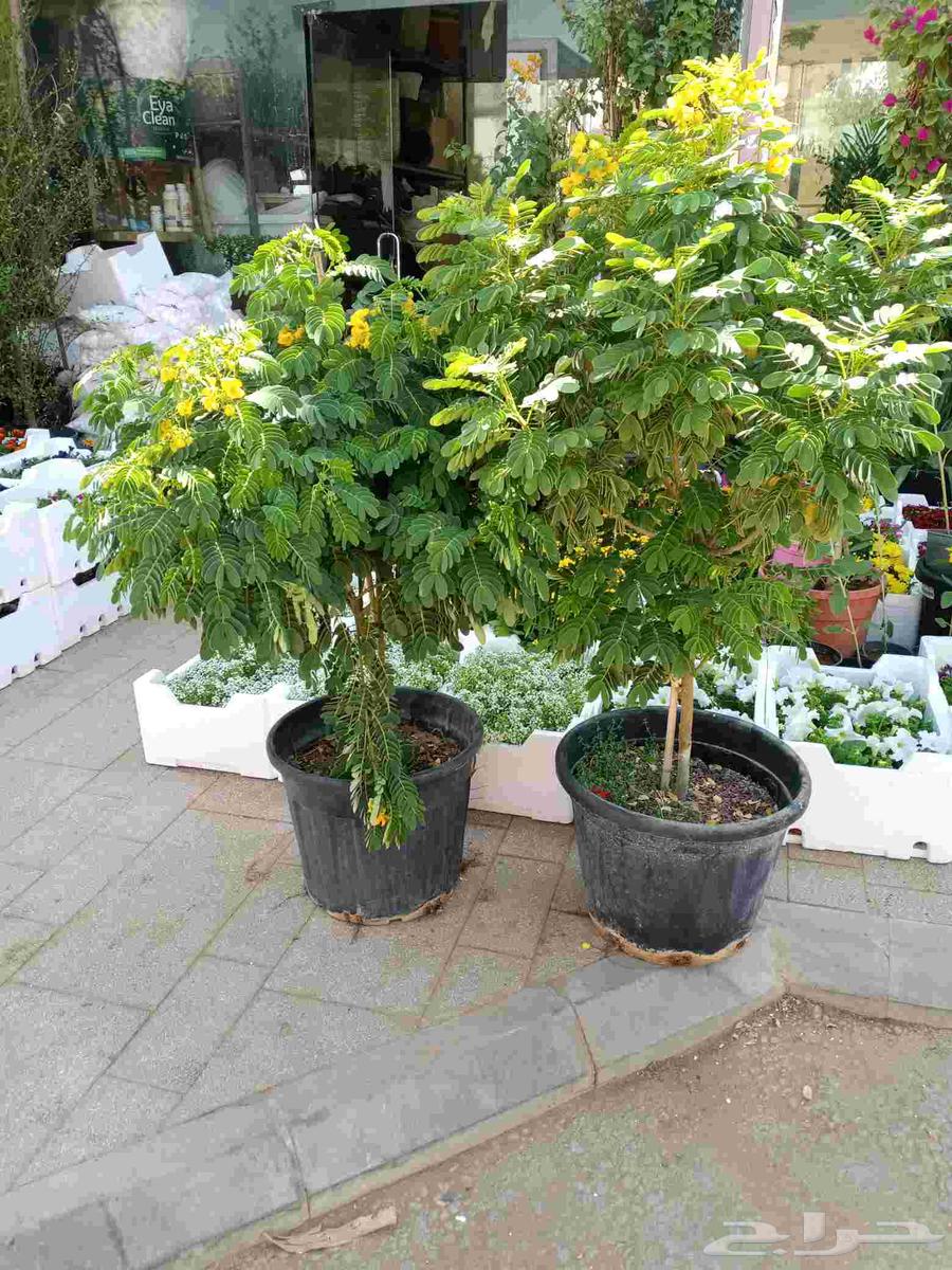 تنسيق حدائق جوال64229181131650112