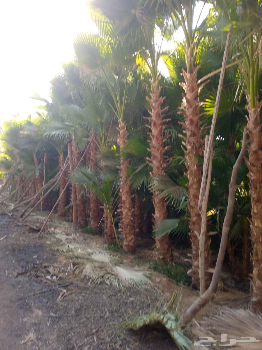 نقوم بتنفيذ الاعمال التراثيه وتوريد النخيل الواشنطني والعربي64239760653955111