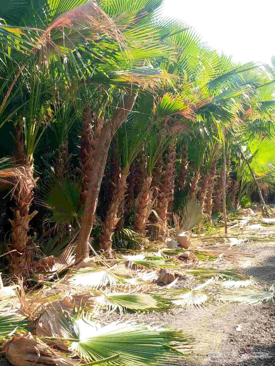 نقوم بتنفيذ الاعمال التراثيه وتوريد النخيل الواشنطني والعربي64239760653955114