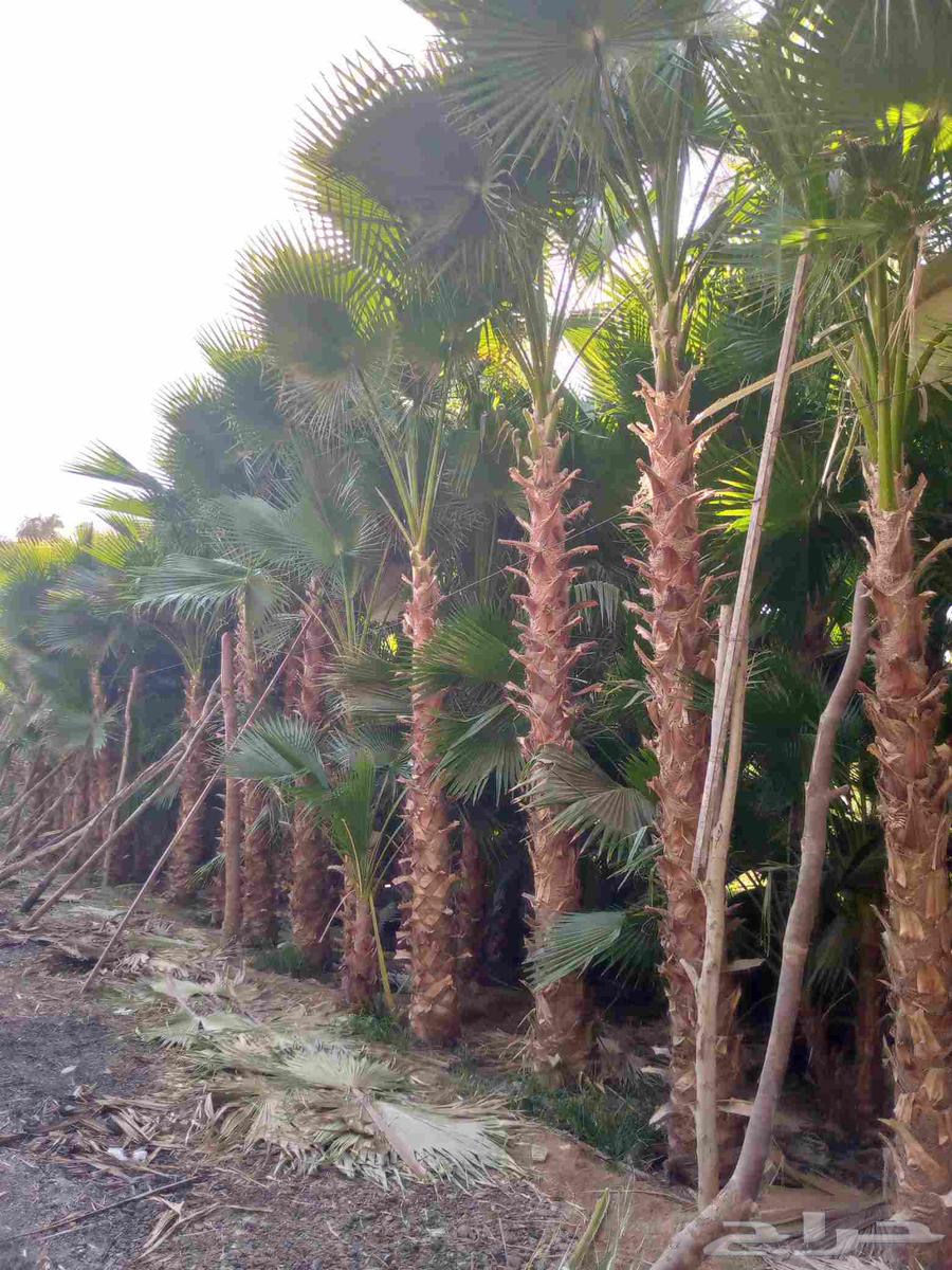 نقوم بتنفيذ الاعمال التراثيه وتوريد النخيل الواشنطني والعربي64239760653955112