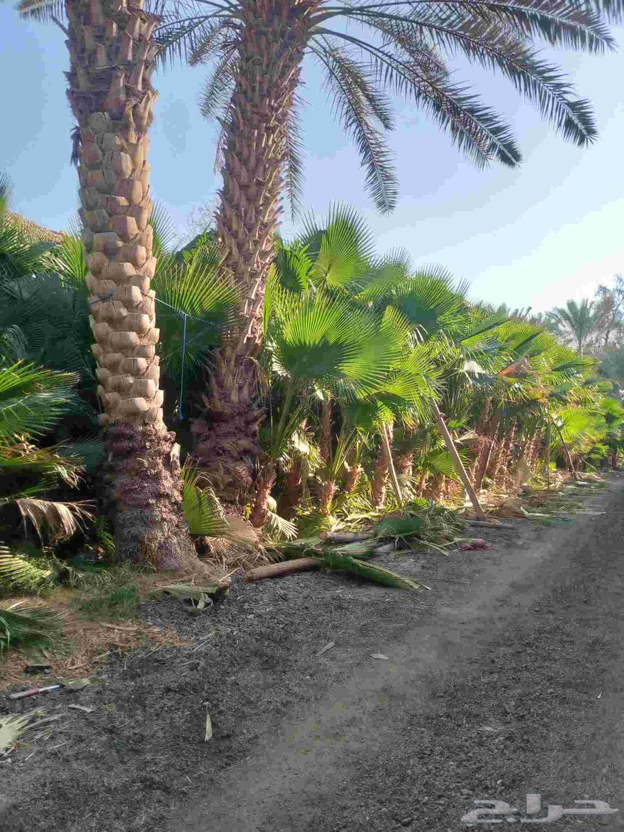 نقوم بتنفيذ الاعمال التراثيه وتوريد النخيل الواشنطني والعربي64239760653955110