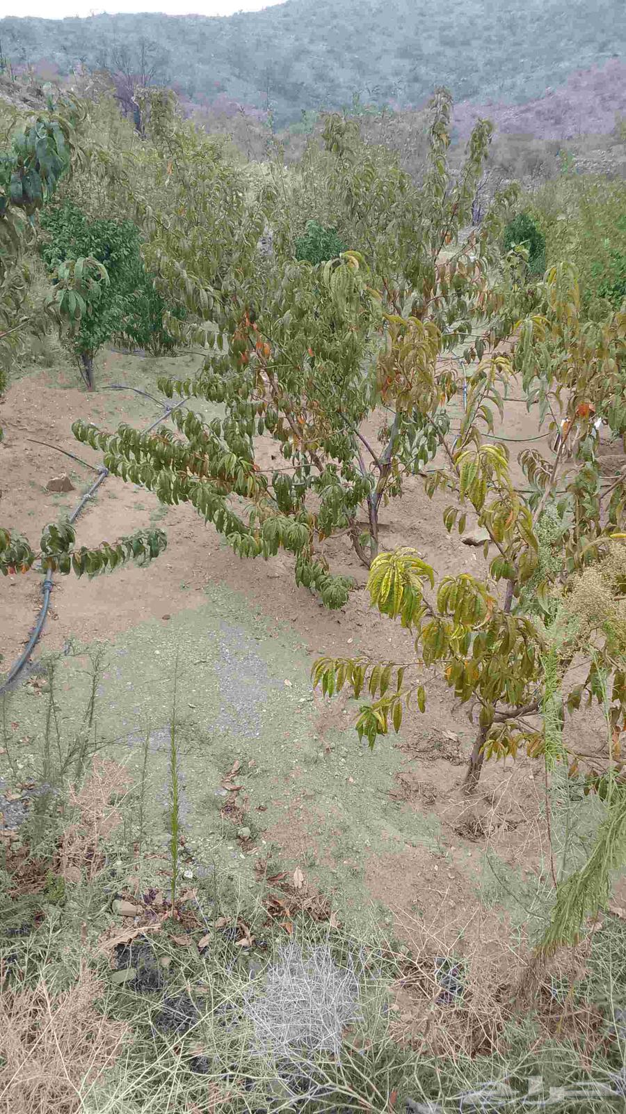 Pruning64239759759618111