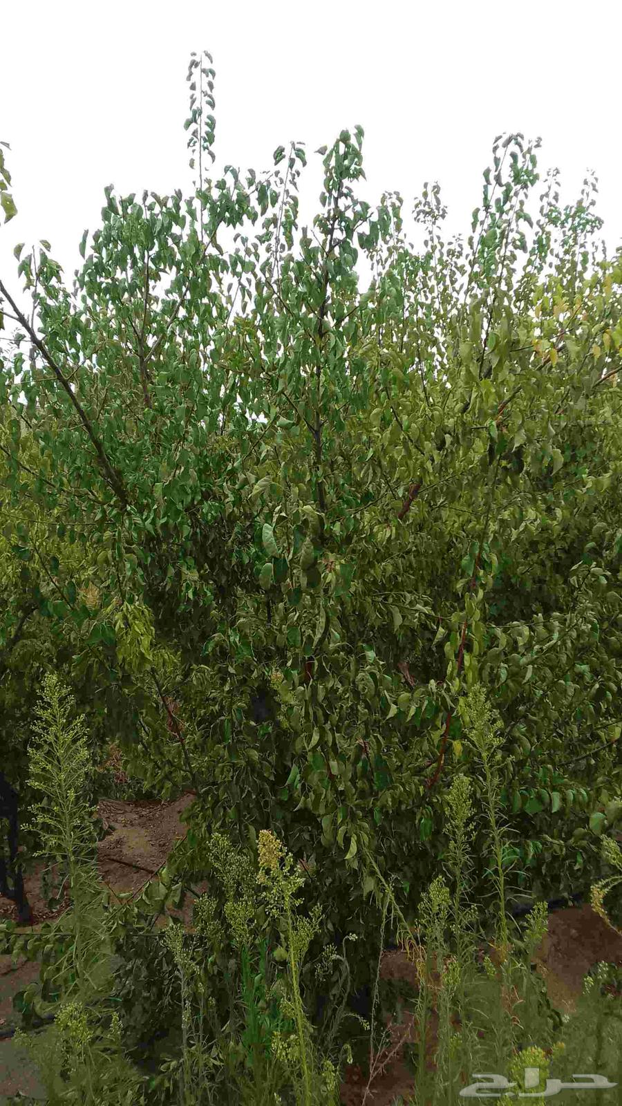 Pruning64239759759618114