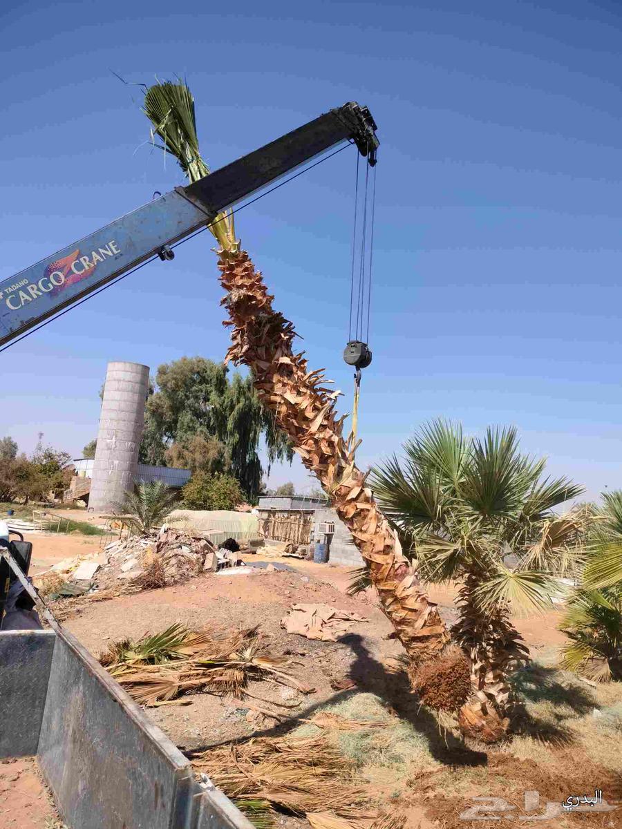 Washington palm of all sizes64229382678403111