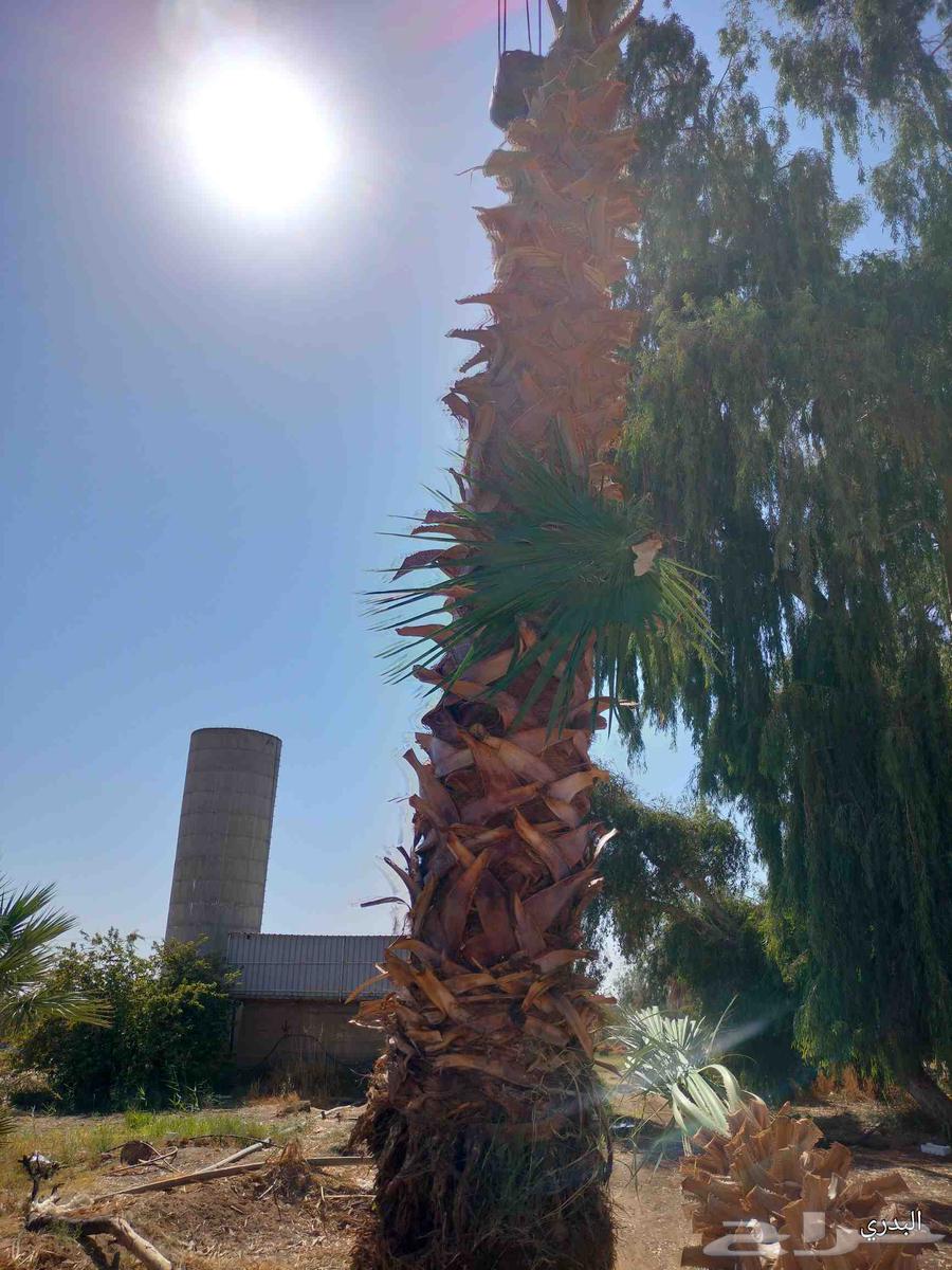 Washington palm of all sizes64229382678403110