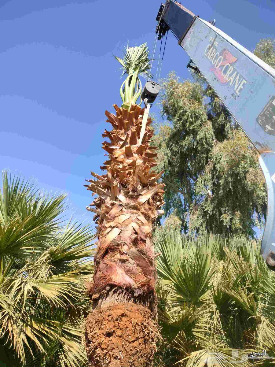 Washington palm of all sizes64229382678403112