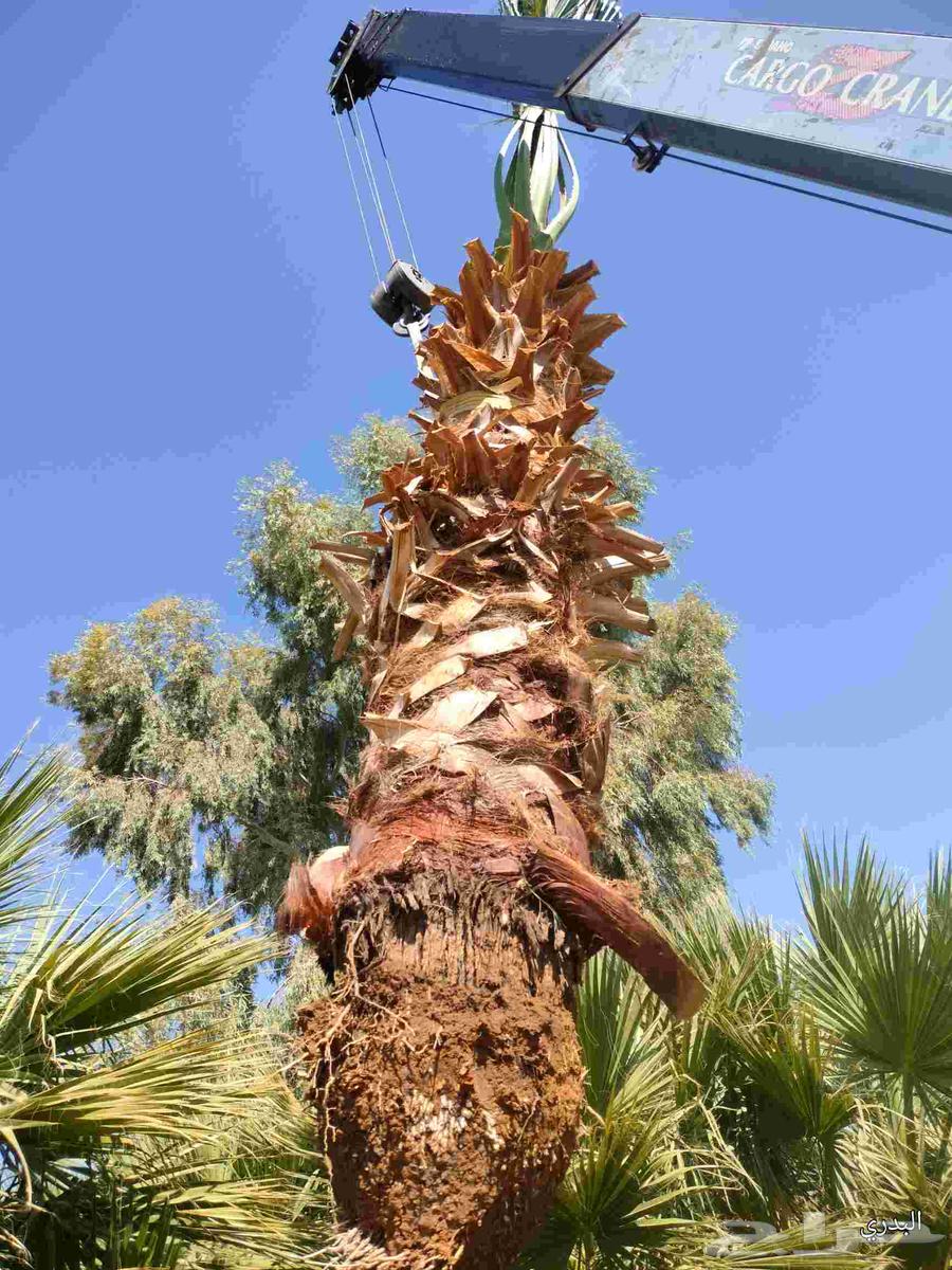 Washington palm of all sizes64229382678403114