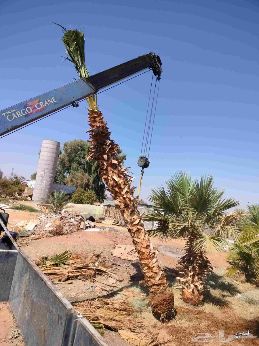 Washington palm of all sizes64229382678403113