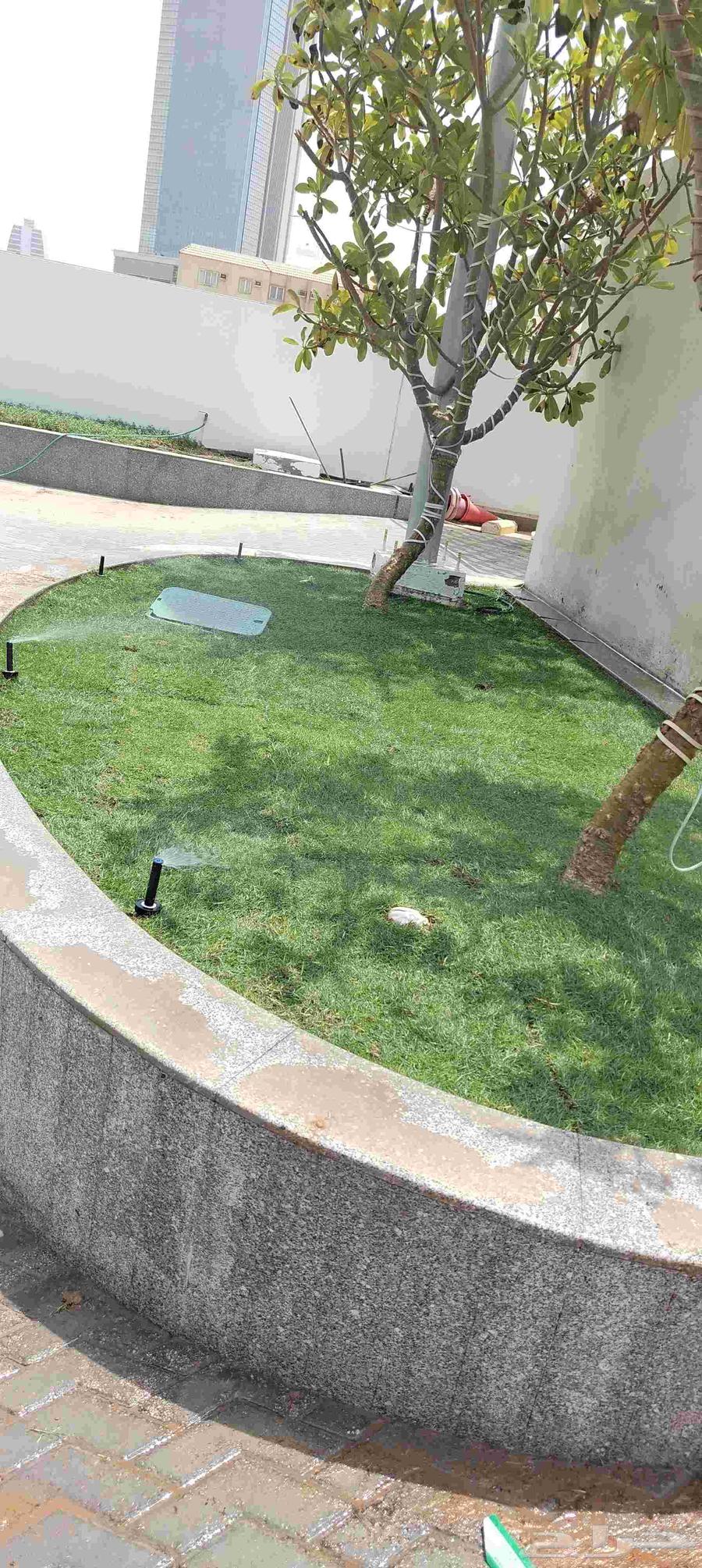 تنسيق حدائق وزراعة أشجار الوشنطينة والنخيل العربي والعشب الط64226271309699111