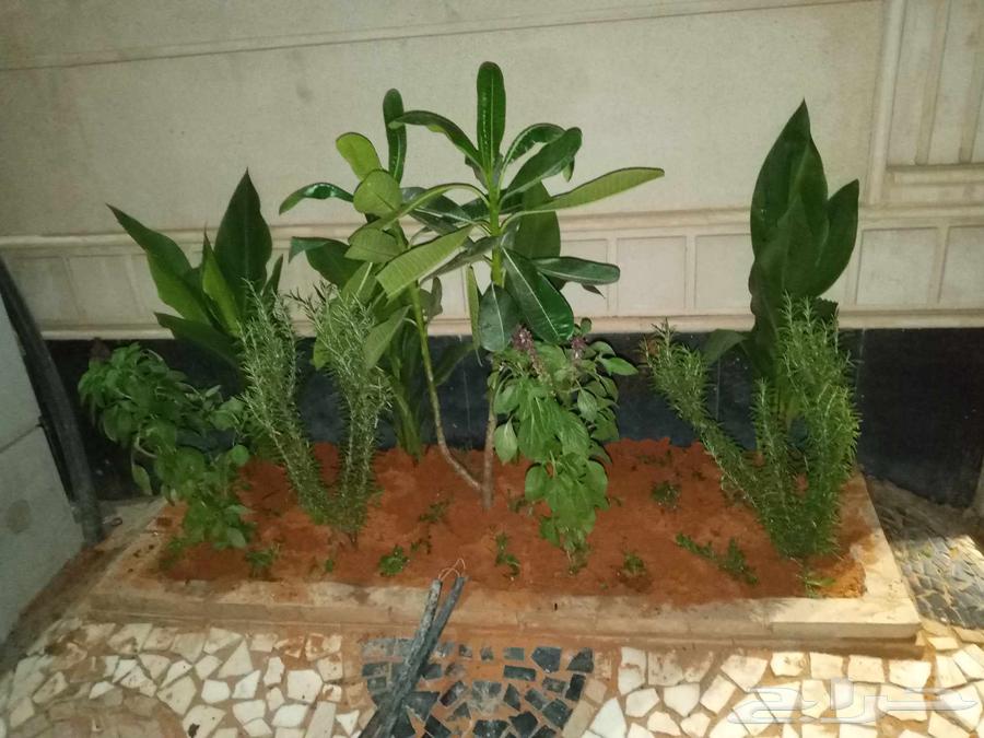 تنسيق حدائق جوال64229181131650110