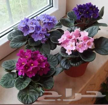 تنسيق وزراعة الحدائق المنزليه والاستراحات باجمل النباتات64228825779586113