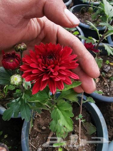 تنسيق وزراعة الحدائق المنزليه والاستراحات باجمل النباتات64228825779586112