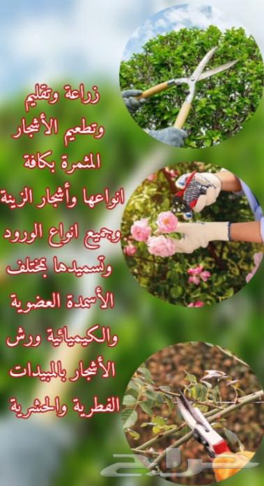 معلم تقليم وتطعيم الأشجار المثمرة بجميع انواعها وشجر الزينة64240146705155113