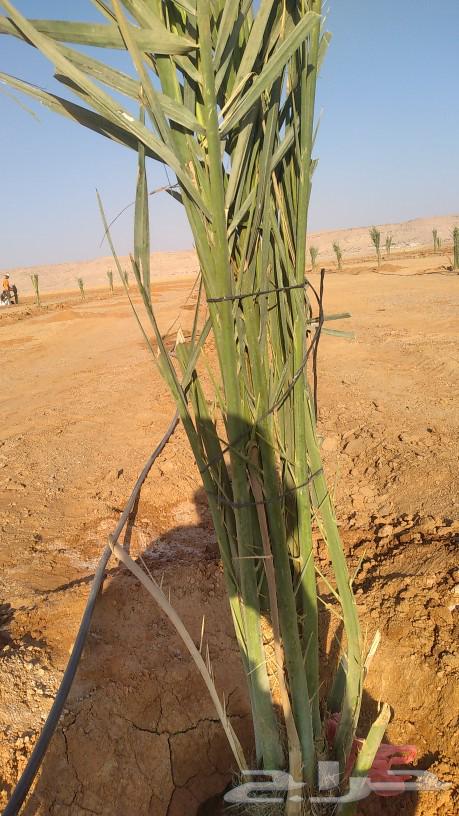 We have all types of chicks and transfers available64228824455938112