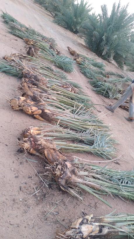 We have all types of chicks and transfers available64228824455938114