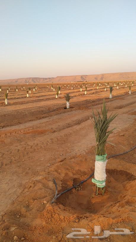 We have all types of chicks and transfers available64228824455938111