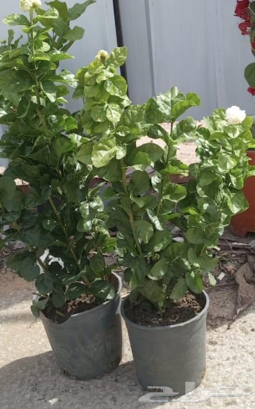 Nursery and landscape design, everything related to agriculture64240145826691114