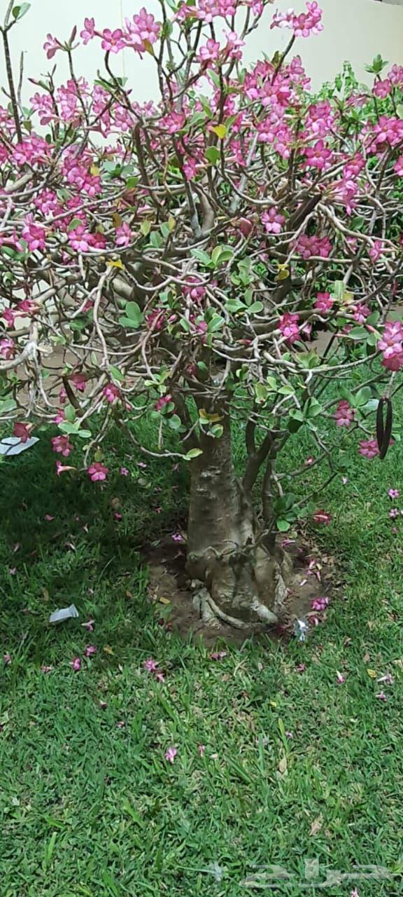 تزيين.قص.تقليم ..تنسيق ..تسميد .رش ..زراعه ..اشجار .نخل.نجيل64249504662018111