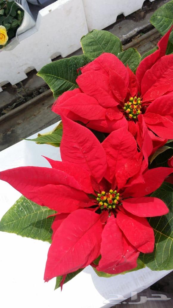 مشتل دار النبته64226081499522111