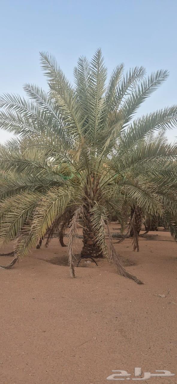 مقاول نخيل الرياض الجله المزاحميه تبرك الخرج جده الطائف المد64226082576002113