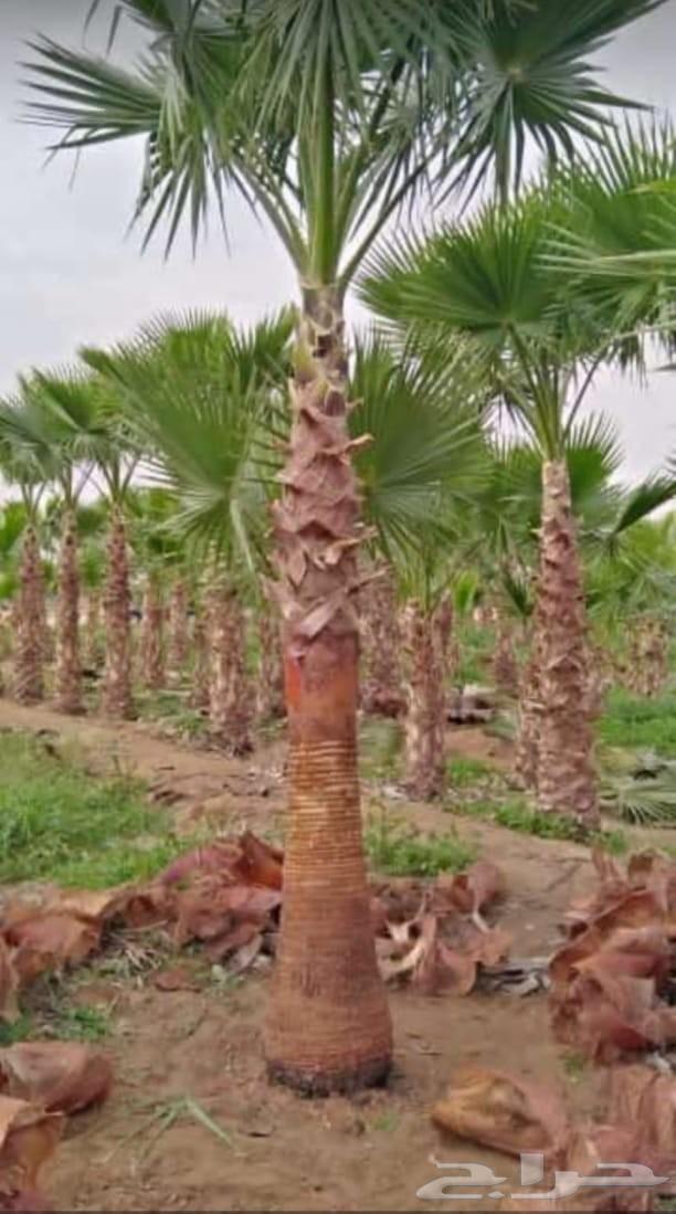 Washington for sale, ready date palm at the best prices64239968231811112