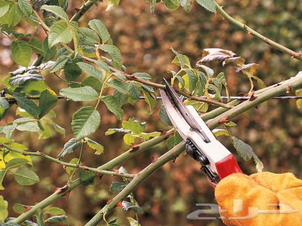 معلم تقليم وتطعيم الأشجار المثمرة بجميع انواعها وشجر الزينة64240146705155111