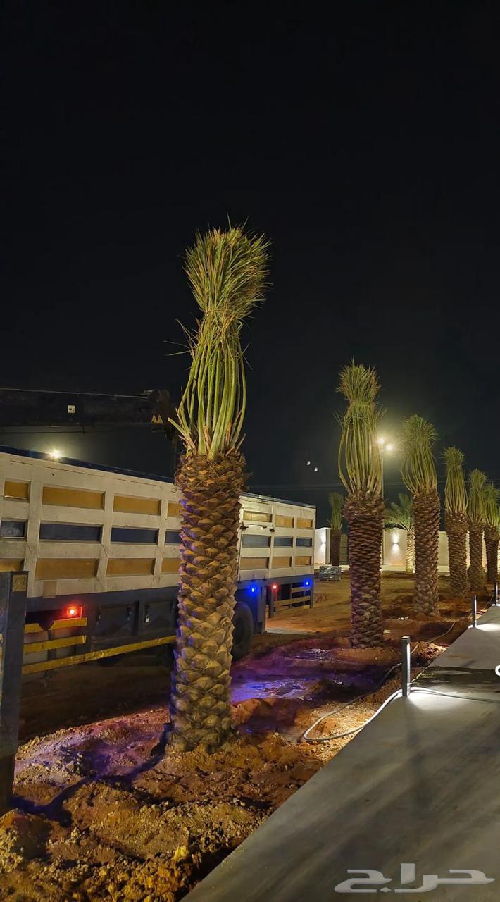 مقاول نخيل الرياض الجله المزاحميه تبرك الخرج جده الطائف المد64226082576002110