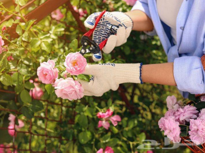 معلم تقليم وتطعيم الأشجار المثمرة بجميع انواعها وشجر الزينة64240146705155112