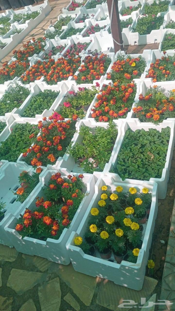 Trees and garden planting64228466819075111