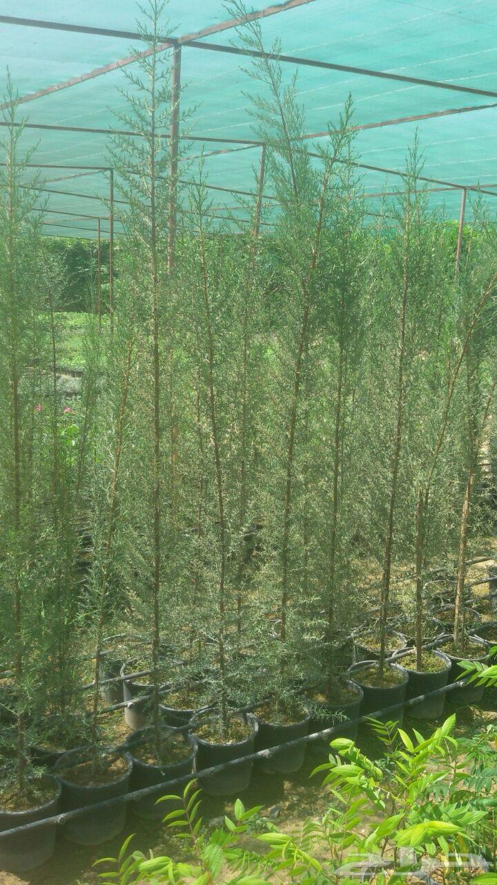 مشتل دار النبته64226081499522112