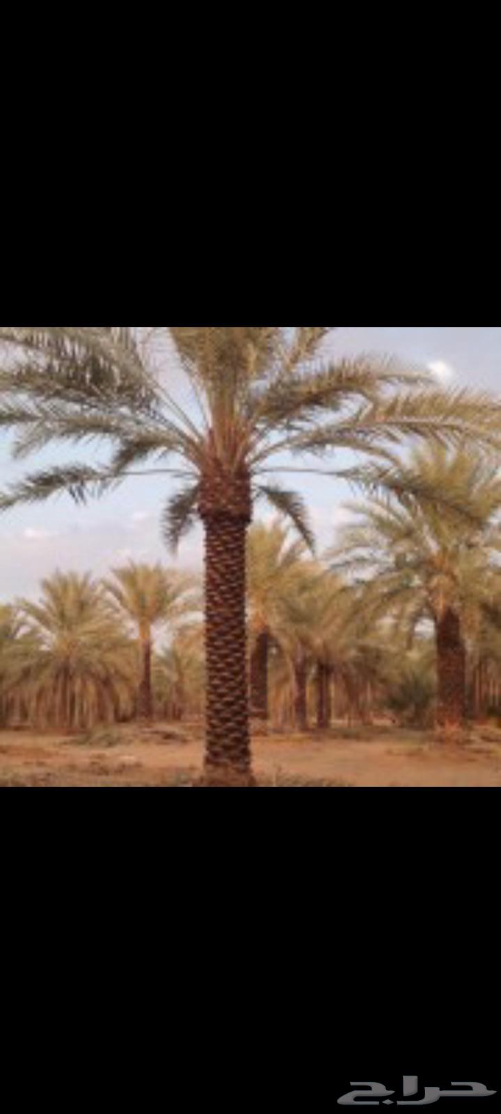 Palm tree pruning and farm cleaning64226079584513111