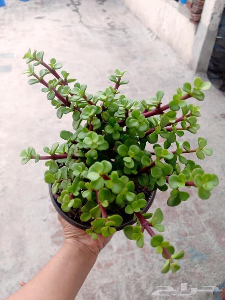 تزيين.قص.تقليم ..تنسيق ..تسميد .رش ..زراعه ..اشجار .نخل.نجيل64249504662018110