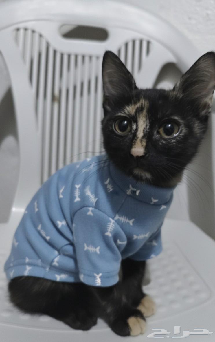قطط صغيرة للتبني64239760121729111
