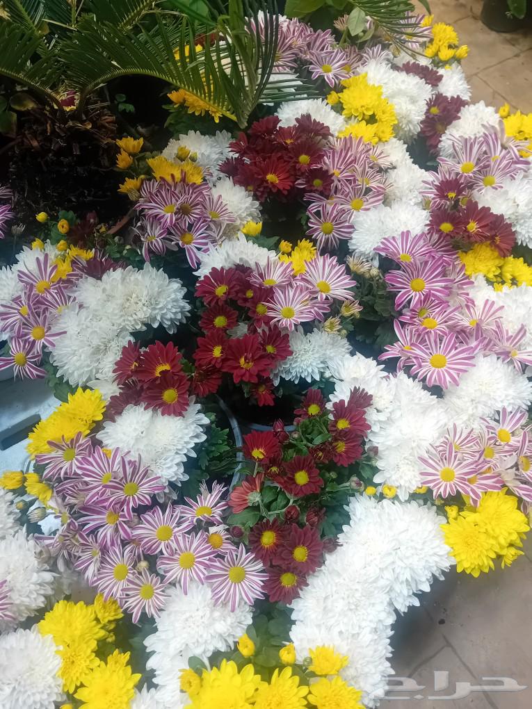 تنسيق وزراعة الحدائق المنزليه والاستراحات باجمل النباتات64228825779586110