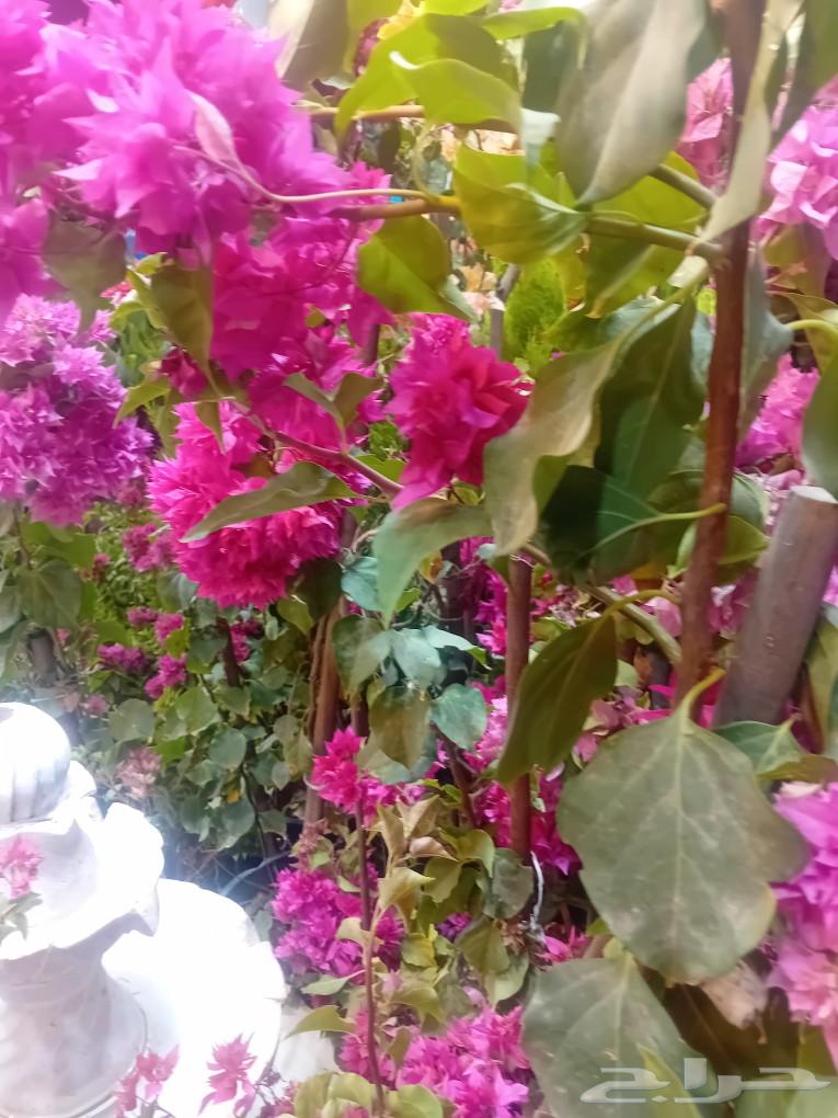 تنسيق وزراعة الحدائق المنزليه والاستراحات باجمل النباتات64228825779586111